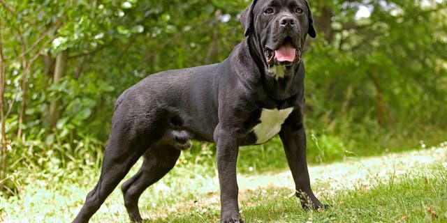 Cane corso dog, Canis familiaris, standing on grass outdoors. The ancestors of this breed were the mastino dogs of Tibet, dating back 1000 years. 