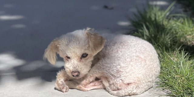 Bindi loves to sunbathe and isn’t much of a beggar when it comes to treats, according to her foster family.