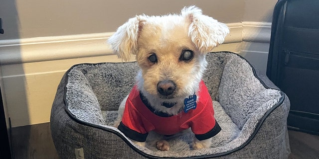 Thirteen-year-old Bindi is house-trained and gets along with other dogs and new humans.