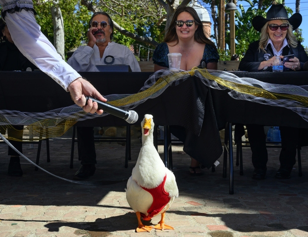 JoJo the duck gives an interview in front of a panel of judges during the Kids' Pet Parade in San Juan Capistrano on Saturday, February 19, 2022. The pet is owned by Judith Marquina. (Photo by Mindy Schauer, Orange County Register/SCNG)