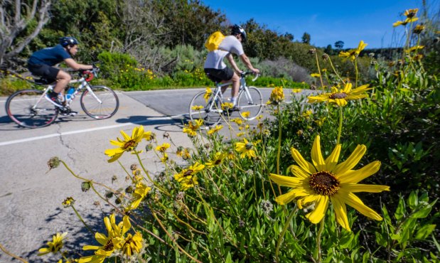 Under blue skies and with temperatures in the 70s, cyclists make their way past California sunflowers as they bloom along the Mountains to the Sea Trail & Bikeway in the Ecological Reserve of Upper Newport Bay in Newport Beach on Tuesday, March 28, 2023. Another storm will be moving into Southern California beginning on Wednesday and continuing through Thursday this week bringing rain along the coast and snow to the higher elevations. (Photo by Mark Rightmire, Orange County Register/SCNG)