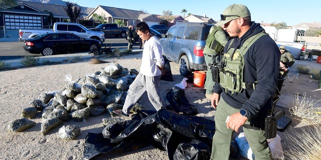 A resident of a home is detained and led out of his home for questioning by an Operation Hammer Strike deputy with the San Bernardino County Sheriffs Department as other deputies remove 316 pounds of marijuana found at the residence.