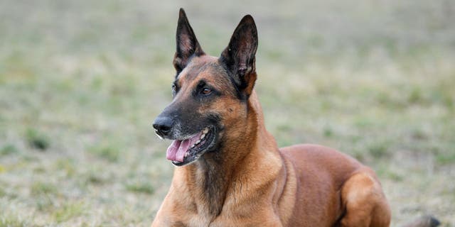 A picture of a Belgian Malinois laying down in a field.