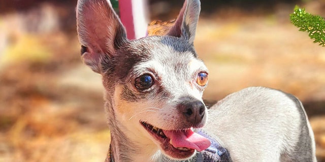 Platinum loves to spend time with the other dogs in her foster home. 