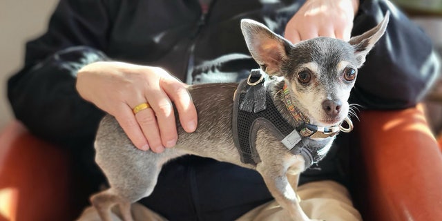 Platinum is a lap-lover and enjoys a good cuddle.