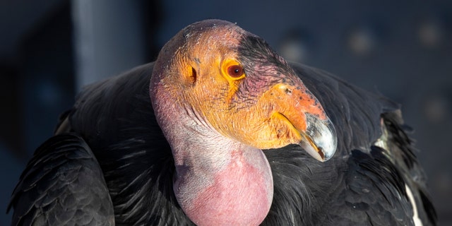 A rare and critically endangered California condor perches on the spans of the historic Navajo bridge over the drought-stricken Colorado River on Aug. 31, 2022, in Marble Canyon, Arizona. 