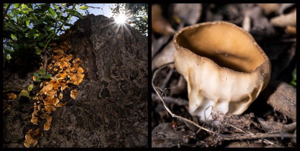 Stereum species, or false turkey tail, and Helvella acetabulum, aka cabbage leaf Helvella, from left, were growing in Black Star Canyon near Silverado, CA on Saturday, April 1, 2023. (Photo by Paul Bersebach, Orange County Register/SCNG)