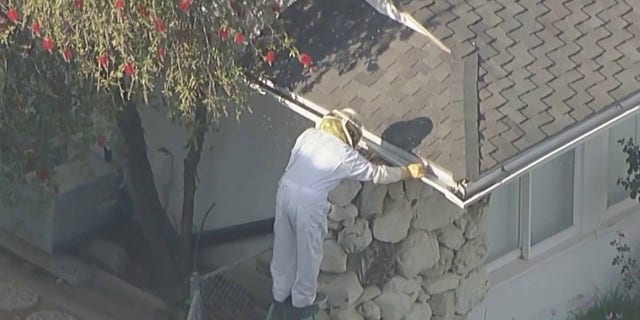 professional removing bees