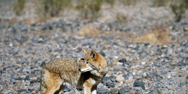 Coyote in California