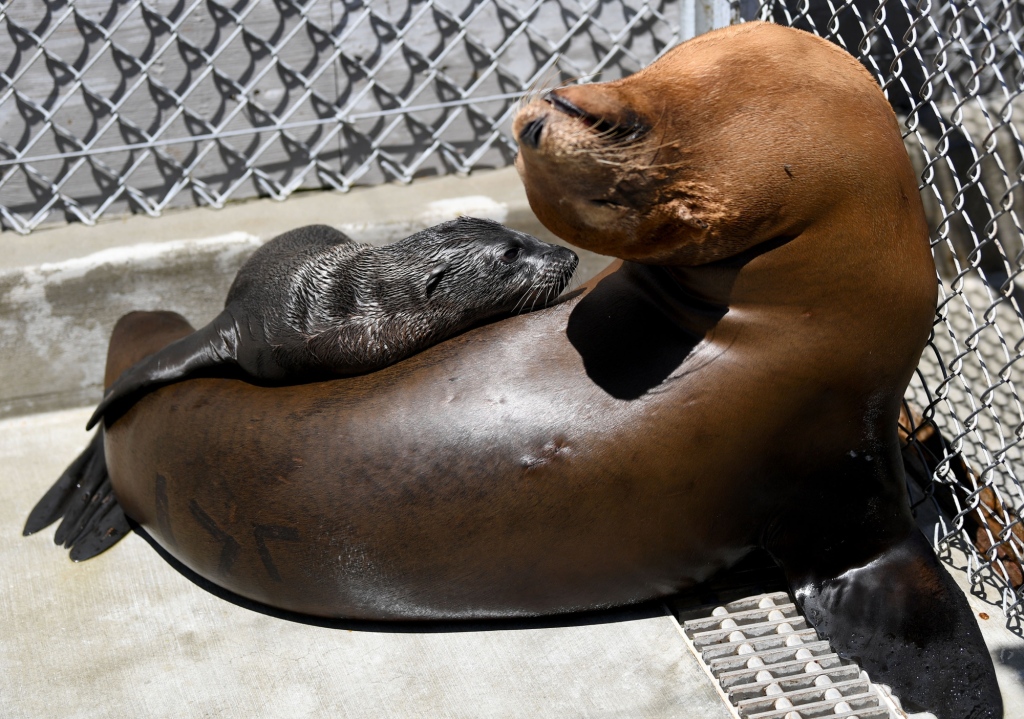 Sea lions, dolphins are getting sick and dying as toxic bloom off coast