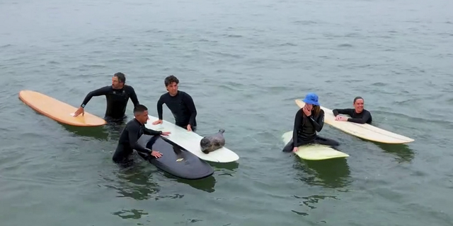 Baby seal on surfboard with group of surfers