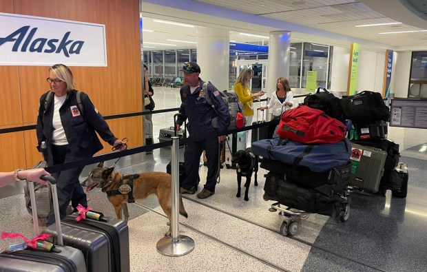 Canine-detection dogs from the Urban Search and Rescue Task Force 5, sponsored by the Orange County Fire Authority, have flown to Maui alongside their experienced handlers to assist in recovery efforts amidst the devastating wildfires.(Courtesy of OCFA)