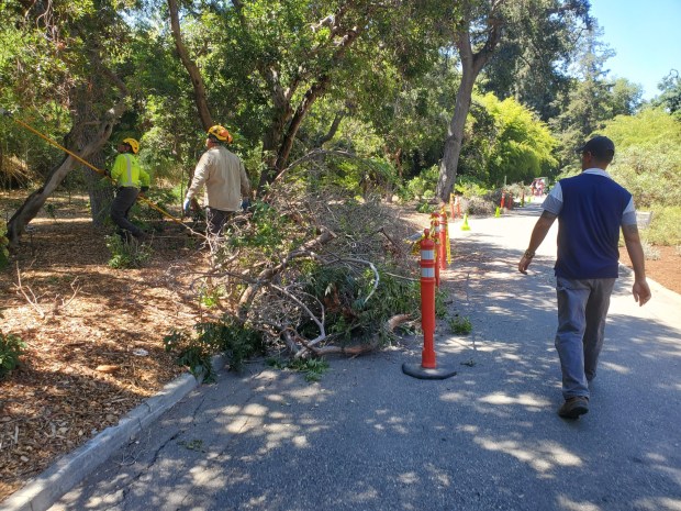 Shadi Shihab, superintendent of The Huntington's botanical gardens, checks on the pruning of trees in the Australian Garden at The Huntington, days before the arrival of a tropical storm on Sunday, the first to hit this area in 84 years. (Photo by Anissa Rivera)