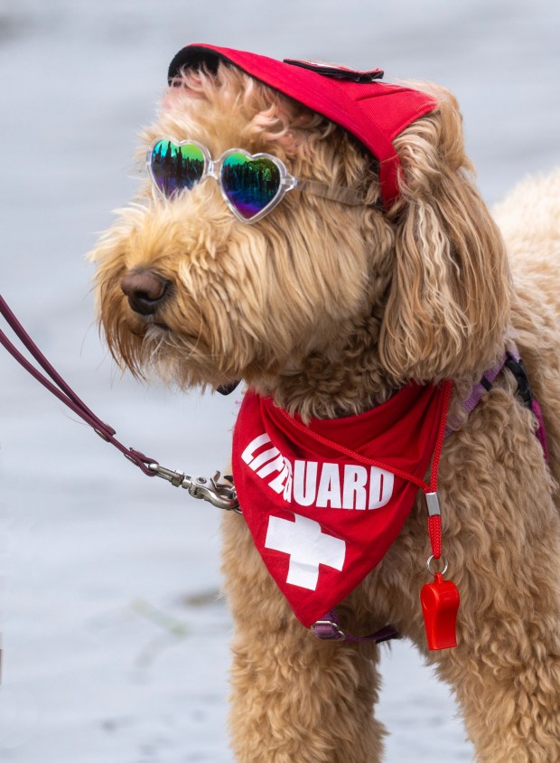 A dog dressed as a lifeguard watches his canine companions compete in the World Dog Surfing Championships, Saturday, Aug. 5, 2023, at Linda Mar Beach in Pacifica, Calif. (Karl Mondon/Bay Area News Group)