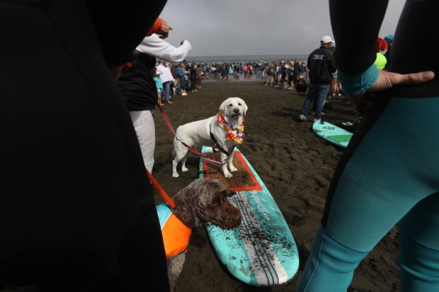 Linda Mar Beach in Pacifica, Calif. hosts the World Dog Surfing Championships, Saturday, Aug. 5, 2023. (Karl Mondon/Bay Area News Group)