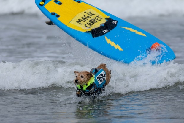 A dog named Carson bails out while riding a wave in the World Dog Surfing Championships on Saturday, Aug. 5, 2023, at Linda Mar Beach in Pacifica, Calif. (Karl Mondon/Bay Area News Group)