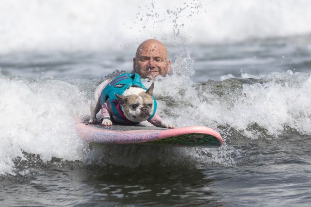 A competitor in the World Dog Surfing Championships takes off on a wave at Linda Mar Beach in Pacifica, Calif., on Saturday, Aug. 5, 2023, (Karl Mondon/Bay Area News Group)