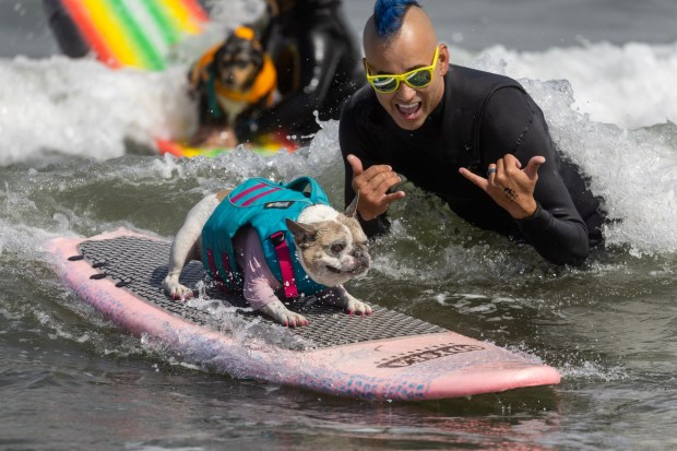 A competitor in the World Dog Surfing Championships takes off on a wave at Linda Mar Beach in Pacifica, Calif., on Saturday, Aug. 5, 2023, (Karl Mondon/Bay Area News Group)