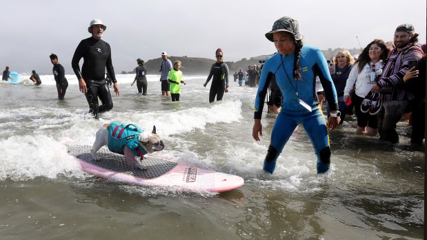 Cherie a competitor in the World Dog Surfing Championships takes off on a wave at Linda Mar Beach in Pacifica, Calif., on Saturday, Aug. 5, 2023, (Karl Mondon/Bay Area News Group)