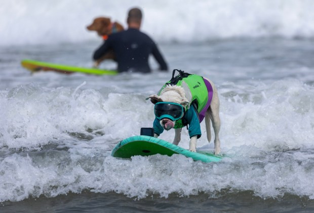 A goggle-wearing dog named Faith competes in the World Dog Surfing Championships, Saturday, Aug. 5, 2023, at Linda Mar Beach in Pacifica, Calif. (Karl Mondon/Bay Area News Group)