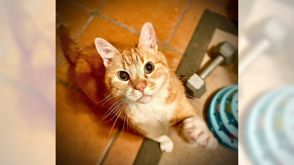orange cat male