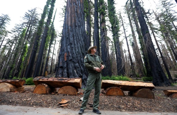 Big Basin Redwoods State Park is one of the 54 spots fourth graders can get in free with the expanded State Parks Adventure Pass. (Aric Crabb/Bay Area News Group)