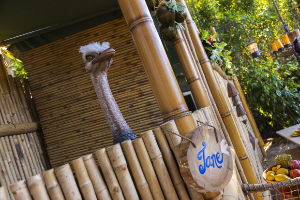 The refurbished Adventureland Treehouse inspired by Walt Disney's Swiss Family Robinson pays tribute to the original treehouse that opened in 1962 at Disneyland. (Disney)