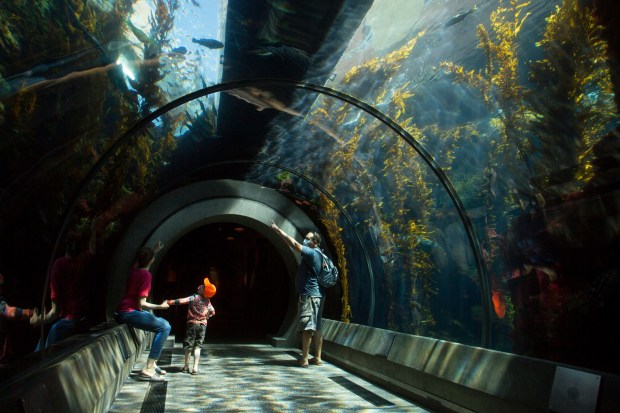 Visitors enjoy the Kelp Forest exhibit at the California Science Center. (Photo by Drew A. Kelley, Contributing Photographer)