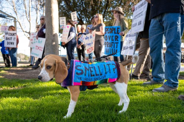 Paul Placek's 8-month old beagle Eileen wears a sign during a news conference at Hasley Canyon Park in Castaic to announce the Citizens for Chiquita Canyon Closure filing a writ against the County to call for the immediate closure of the landfill, and mitigation of impacts on the community.on Thursday, Feb. 22, 2024. (Photo by Hans Gutknecht, Los Angeles Daily News/SCNG)