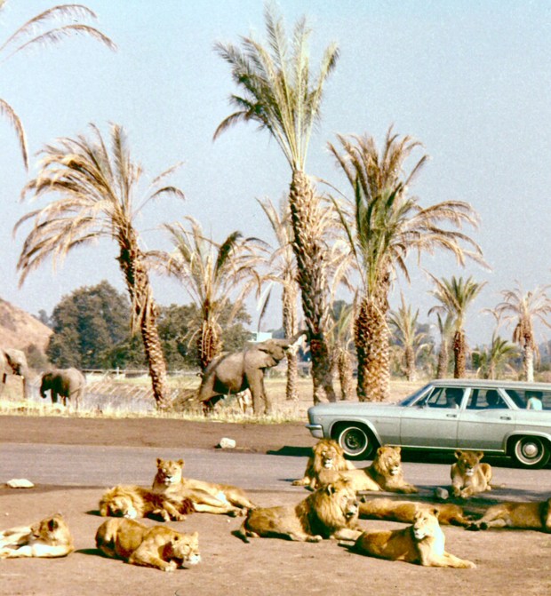 Guests drive through Lion Country Safari in Irvine in 1971. (Photo courtesy Orange County Archives' Planning Dept. Collection)