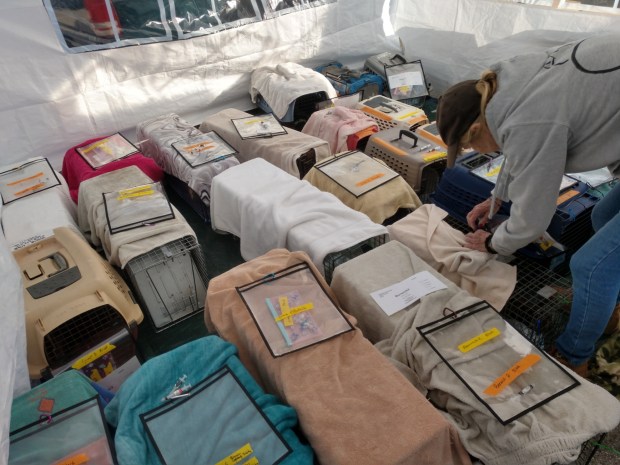 Cats in covered traps wait outside the mobile surgical trailer operated by Helen Sanders CatPAWS before undergoing s spay/neuter surgery in Long Beach. (Courtesy of HS CatPAWS)