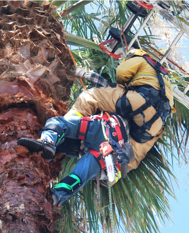 Los Angeles firefighters work on rescuing a tree trimmer whose equipment failed, leaving him stuck in a tree 40 feet off the ground Thursday, Aug. 22, 2024, on the 11900 block of Hart Street in North Hollywood. (Photo by Mike Meadows/Contributing Photographer)