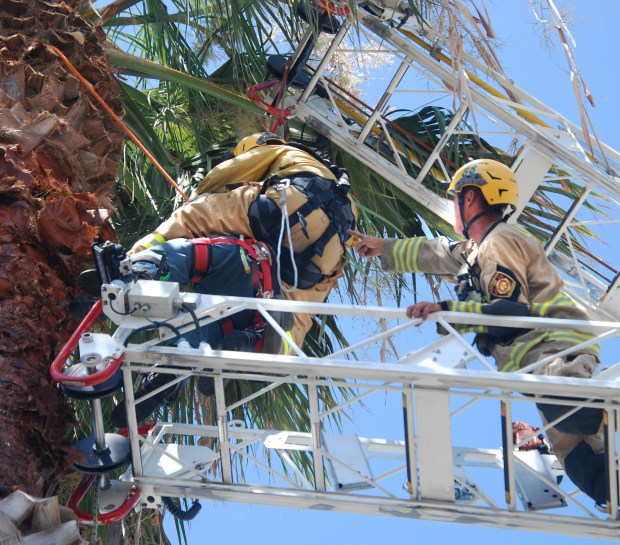 Los Angeles firefighters work on rescuing a tree trimmer whose equipment failed, leaving him stuck in a tree 40 feet off the ground Thursday, Aug. 22, 2024, on the 11900 block of Hart Street in North Hollywood. (Photo by Mike Meadows/Contributing Photographer)