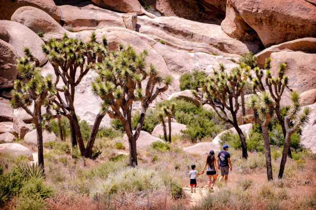 Joshua Tree National Park, like all national parks, will offer free admission on Aug. 4 in honor of the anniversary of the signing of the Great American Outdoors Act. (Photo by Watchara Phomicinda, The Press-Enterprise/SCNG)