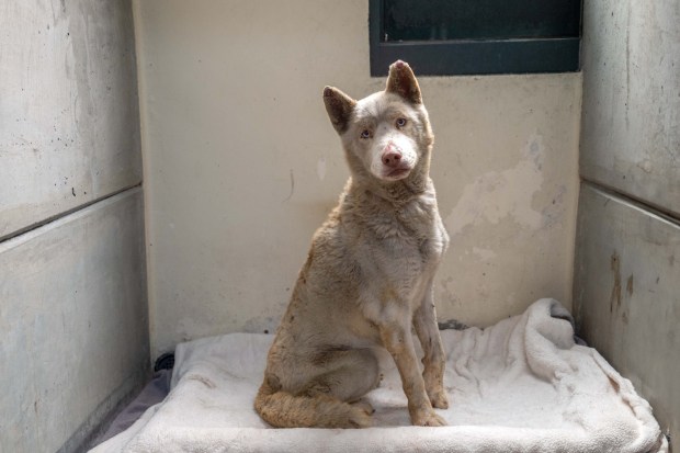 This sweet stray dog (A519188) was found in Altadena with singed fur and burns on all his paw pads. The burns made it incredibly painful for him to put any weight on his feet. His eyes were irritated, and he was severely dehydrated. Our veterinary team is currently treating him with medications and fluids, and his condition is stable. Unfortunately, no owner has come forward to claim him yet. (Photo is courtesy of Pasadena Humane)